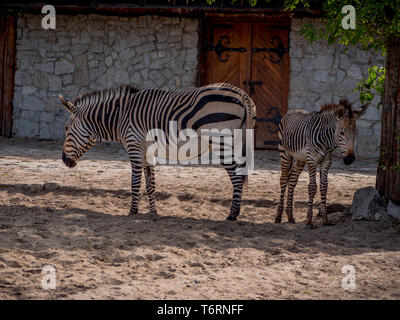 Zebras Familie Spaß entspannen und das Spiel mit dem kleinen Zebra Stockfoto