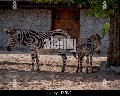 Zebras Familie Spaß entspannen und das Spiel mit dem kleinen Zebra Stockfoto