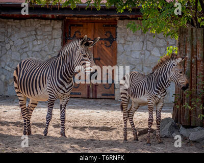 Zebras Familie Spaß entspannen und das Spiel mit dem kleinen Zebra Stockfoto