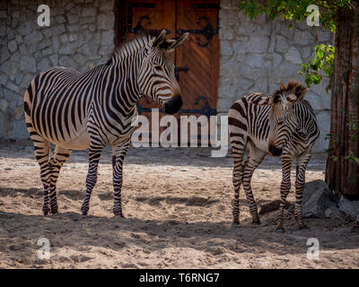 Zebras Familie Spaß entspannen und das Spiel mit dem kleinen Zebra Stockfoto