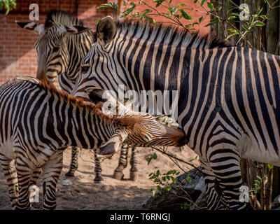 Zebras Familie Spaß entspannen und das Spiel mit dem kleinen Zebra Stockfoto