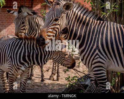 Zebras Familie Spaß entspannen und das Spiel mit dem kleinen Zebra Stockfoto