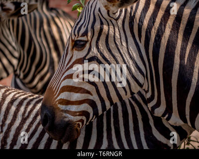 Zebras Familie Spaß entspannen und das Spiel mit dem kleinen Zebra Stockfoto