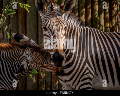 Zebras Familie Spaß entspannen und das Spiel mit dem kleinen Zebra Stockfoto