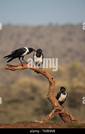 Pied Krähen (Corvus albus), Zimanga Private Game Reserve, KwaZulu-Natal, Südafrika, September 2018 Stockfoto