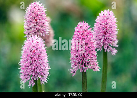 Sumpfrosa, Helonias bullata, Pflanze geeignet für feuchte Lebensräume - Sümpfe und Feuchtgebiete Torfmoor blüht Pflanzen Torfmoos blüht Stud Blume Stockfoto