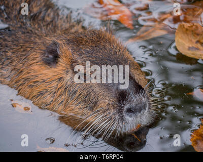 Nutria entspannen im dunklen Wasser Porträt Stockfoto