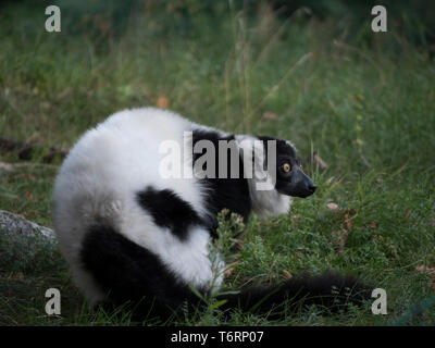 Lemur Schwarz und Weiß furchterregend aussehen im grünen Gras Stockfoto