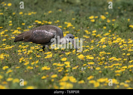 Hadeda ibis (Bostrychia Hagedash) in springflowers, Addo Elephant National Park, Eastern Cape, Südafrika, September 2018 Stockfoto