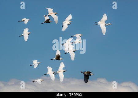 Western Reiher (Bubulcus ibis) im Flug, Addo Elephant National Park, Eastern Cape, Südafrika, September 2018 Stockfoto