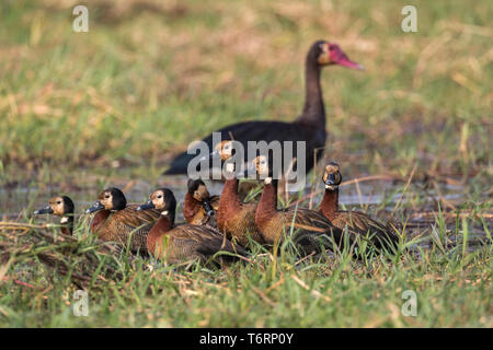 Whitefaced pfeifen Enten (Dendrocygna viduata), Chobe River, Botswana, August 2018 Stockfoto