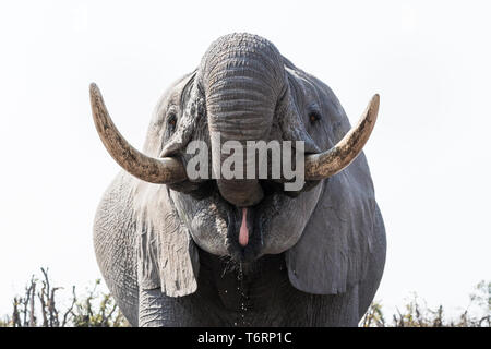 Afrikanische Elefanten (Loxodonta africana) trinken, Khwai Conservancy, Botswana, August 2018 Stockfoto