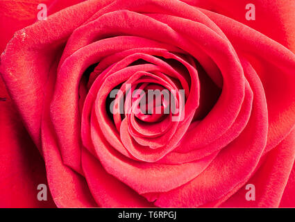 Einzelne rote Rose, Hintergrund, Nahaufnahme, horizontale Erntegut Stockfoto