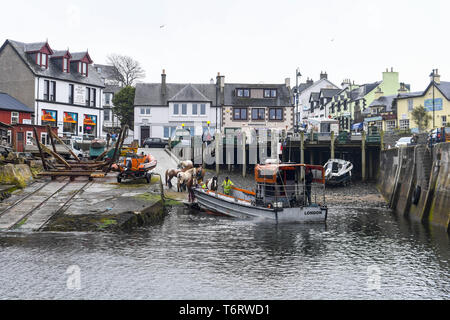 Pferde sind auf einem kleinen Boot von ihren Besitzern im Hafen von Mallaig geladen, in den Highlands von Schottland, wo Sie die 7 Mile Crossing auf der Halbinsel Knoydart in Lochaber. Die Pferde sind, die von den Touristen für Wanderungen die atemberaubende Landschaften im Hochland verwendet. Mit: Atmosphäre, wo: Mallaig, Highlands, Schottland, wenn: 01 Apr 2019 Credit: Euan Kirsche / WANN Stockfoto