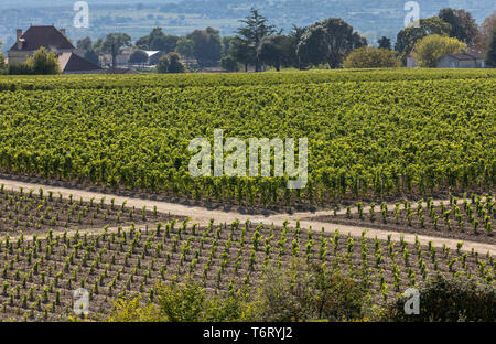 Berühmten französischen Weinberge bei Saint Emilion Stadt in der Nähe von Bordeaux, Frankreich. St Emilion ist einer der wichtigsten Bereiche der Rotwein Bordeaux und sehr beliebt Stockfoto