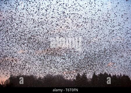 Über 4 Mio. bramblings Überwintern in einem engen Tal im Winter 2008/2009, das erste Mal überhaupt für so viele der Finken, dort zu überwintern Stockfoto