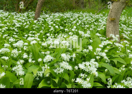 Bärlauch, Bärlauch oder buckrams (Allium ursinum) Wildblumen in Hampshire wald landschaft während Anfang Mai oder die Feder Stockfoto