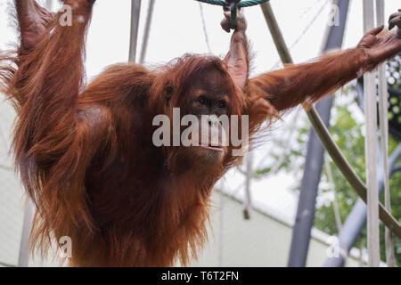 Die Orang-utans, Pongo auch Orang-Utan, orangutang geschrieben, oder Orang utang sind drei rezenten Arten von Menschenaffen in Indonesien und Malaysia. Stockfoto