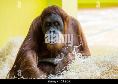 Die Orang-utans, Pongo auch Orang-Utan, orangutang geschrieben, oder Orang utang sind drei rezenten Arten von Menschenaffen in Indonesien und Malaysia. Stockfoto