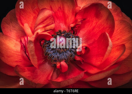 Kunst Stillleben Farbe Makro der inneren Herzen eines isolierten einzelnen Dunkelrot buttercup Blossom auf schwarzem Hintergrund mit detaillierten Textur Detaillierte Stockfoto