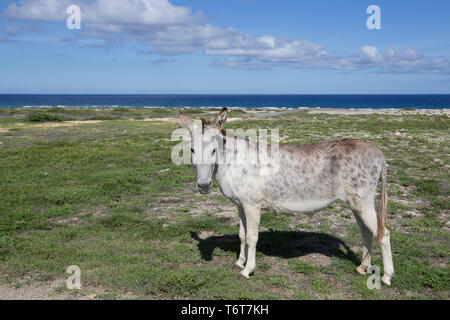 "Arikok" Nationalpark in Aruba. Stockfoto