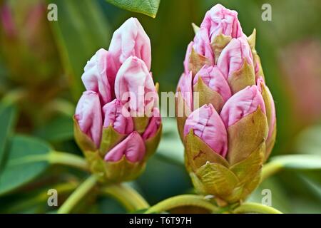 Rosa Rhododendron Blumen im Garten. Frühling Hintergrund. Wild Rhododendron Blumen im Garten. Frühling Hintergrund mit rose Rhododendron Blüte. Stockfoto