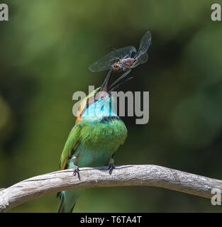 Kleiner grüner Bienenfresser, der eine Drachenfliege füttert - Sri Lanka; grüner Vogel, der ein Insekt frisst; Vogel, der eine Libelle frisst; Vogel, der ein Insekt frisst Stockfoto