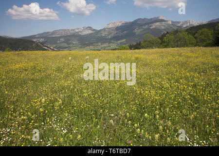 Wildflower Wiese nördlich von Lans-en-Vercors Vercors Nationalpark Frankreich Stockfoto