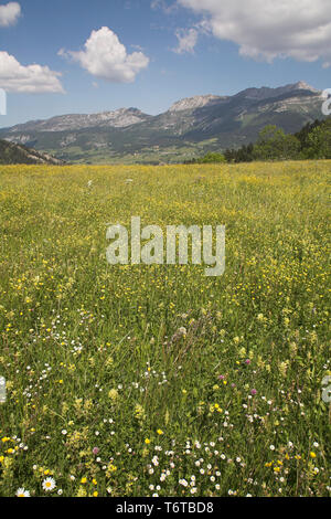 Wildflower Wiese nördlich von Lans-en-Vercors Vercors Nationalpark Frankreich Stockfoto