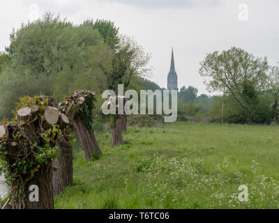 Die Kathedrale von Salisbury Blick von britford mit pollarded Weiden im Vordergrund. Stockfoto