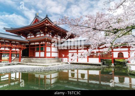 Byodo-in Tempel in Uji, Kyoto, Japan im Frühjahr. Kirschblüte in Kyoto, Japan. Stockfoto