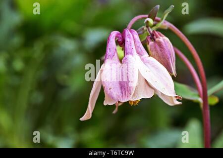 Aquilegia gemeinsamen Namen: Omas Motorhaube, Columbine woodlands Stockfoto