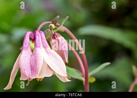 Aquilegia gemeinsamen Namen: Omas Motorhaube, Columbine woodlands Stockfoto