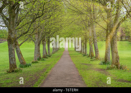 Am späten Nachmittag, als die Sonne ging hinter den Bäumen im Eglinton Park in Irvine und den von Bäumen gesäumten Fußweg Stockfoto