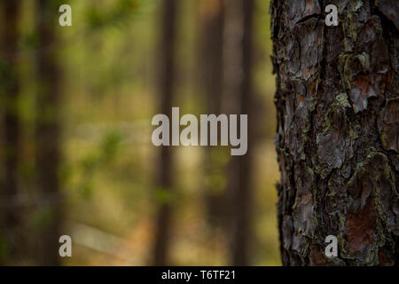 Hintergrund mit einem Baum im Nadelwald Stockfoto