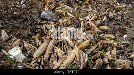 Verschwendung von Lebensmitteln, links hinter Nußschalengranulat im Schlamm Stockfoto