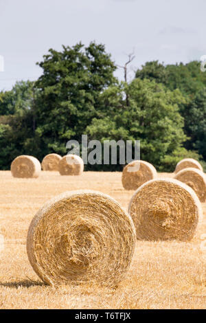 UK Erntezeit, Heuernte - frisch gepresst, die Heu-/Strohballen in Farmer's Field. Nahaufnahme von Rundballen (Ende) im Vordergrund. Stockfoto