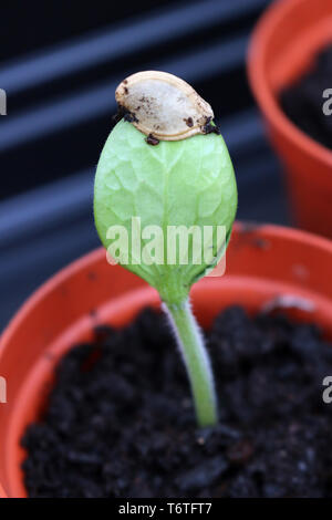 Die ersten Blätter eines Zucchini oder Zucchini Werk in eine Blume poy aus Samen wachsen Stockfoto