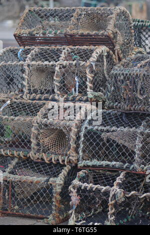 Hummer Töpfen bei St Monans Hafen an einem sonnigen Sommerabend, Fife, Schottland, Großbritannien. Stockfoto