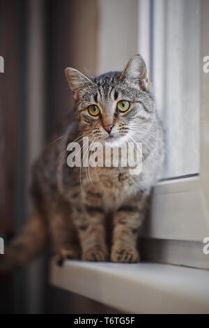 Der gestreifte Katze mit grünen Augen sitzt auf einer Fensterbank. Stockfoto