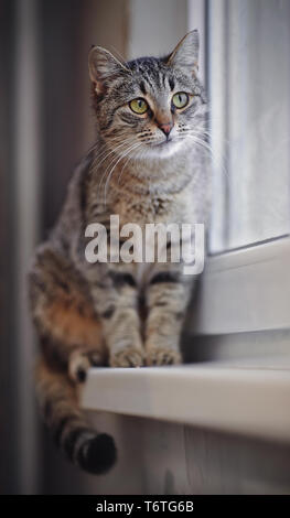 Gestreifte grüne Augen graue Katze sitzt auf der Fensterbank. Stockfoto