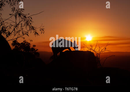 Silhouette eines Känguruhs auf einem Felsen mit einem wunderschönen Sonnenuntergang im Hintergrund. Das Tier wird in Richtung Kamera. Dieses Bild war Schießen auf einem Hügel. Stockfoto