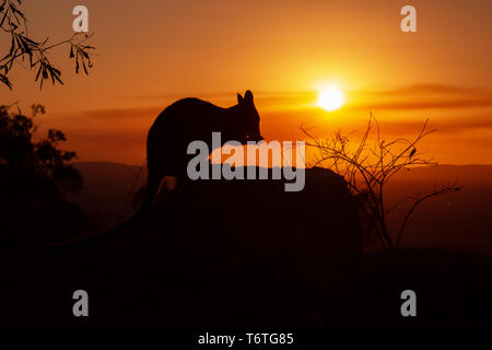 Silhouette eines Känguruhs auf einem Felsen mit einem wunderschönen Sonnenuntergang im Hintergrund. Das Tier wird in Richtung Kamera. Dieses Bild war Schießen auf einem Hügel. Stockfoto