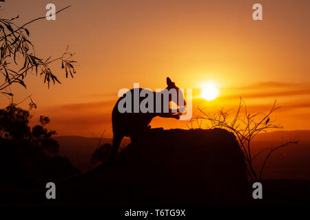 Silhouette eines Känguruhs auf einem Felsen mit einem wunderschönen Sonnenuntergang im Hintergrund. Das Tier wird in Richtung Kamera. Dieses Bild war Schießen auf einem Hügel. Stockfoto