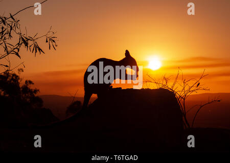 Silhouette eines Känguruhs auf einem Felsen mit einem wunderschönen Sonnenuntergang im Hintergrund. Das Tier wird in Richtung Kamera. Dieses Bild war Schießen auf einem Hügel. Stockfoto