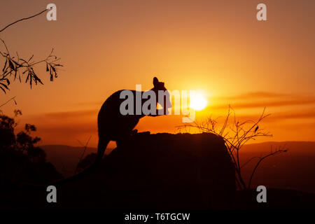 Silhouette eines Känguruhs auf einem Felsen mit einem wunderschönen Sonnenuntergang im Hintergrund. Das Tier wird in Richtung Kamera. Dieses Bild war Schießen auf einem Hügel. Stockfoto