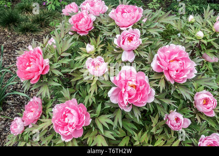 Japanische Baumpfingstrose, Paeonia x suffruticosa, Yachiyo-tsubaki, Rosa Pfingstrose, Garten Stockfoto