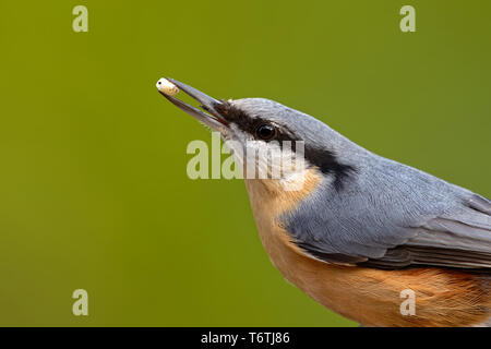 Eurasischen Kleiber, Sitta europaea Stockfoto