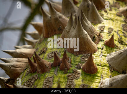 Silk floss Tree Stockfoto