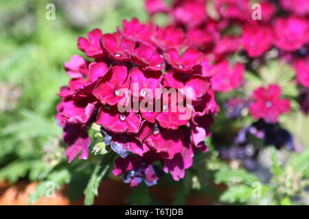 Phlox (Phlox) Stockfoto